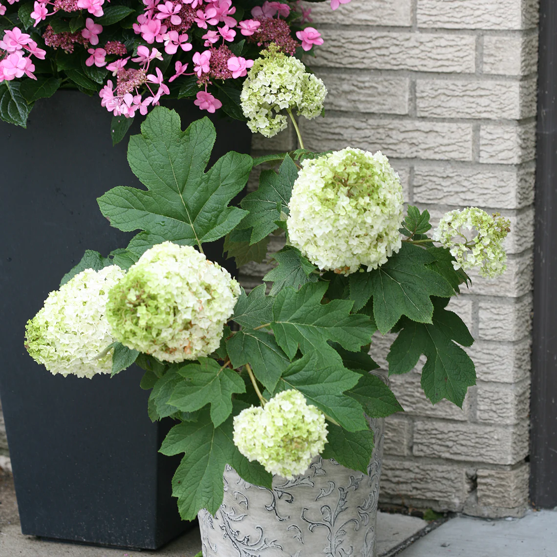 Gatsby Moon® Oakleaf Hydrangea 2 Gatsby Moon® Oakleaf Hydrangea