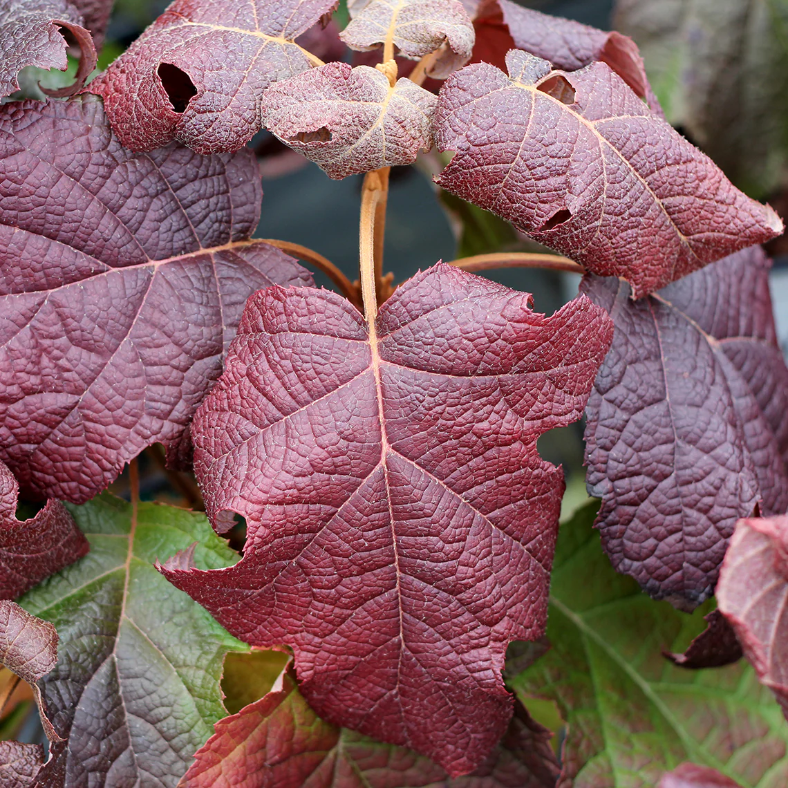 Gatsby Moon® Oakleaf Hydrangea 3 Gatsby Moon® Oakleaf Hydrangea
