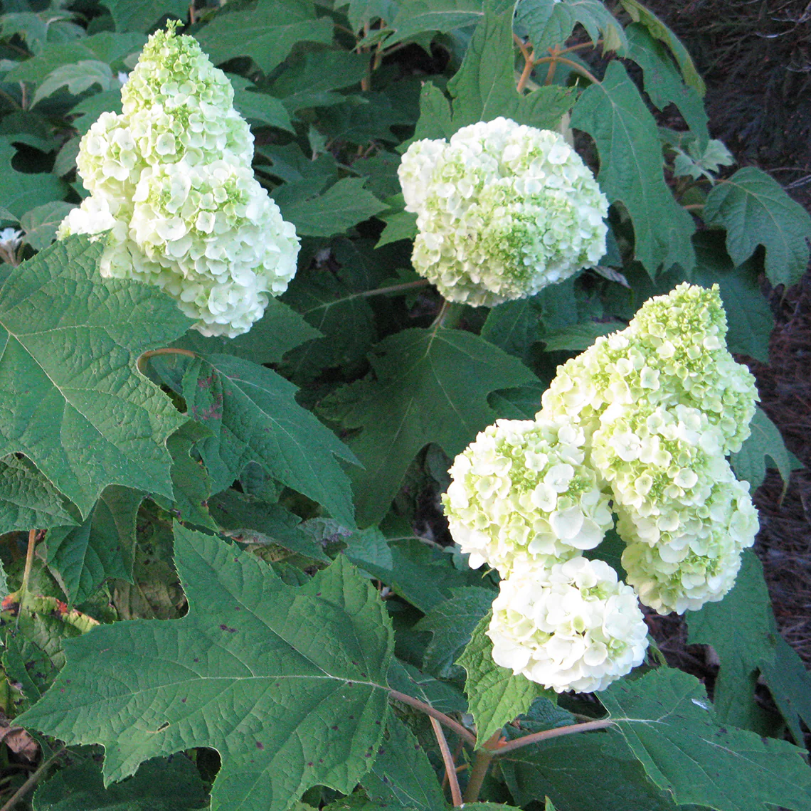 Gatsby Moon® Oakleaf Hydrangea 4 Gatsby Moon® Oakleaf Hydrangea