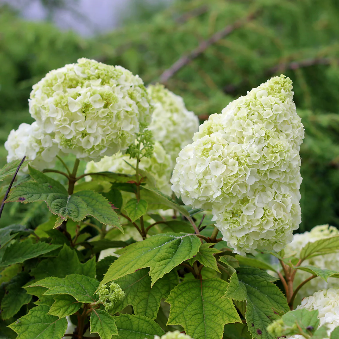 Gatsby Moon® Oakleaf Hydrangea 5 Gatsby Moon® Oakleaf Hydrangea