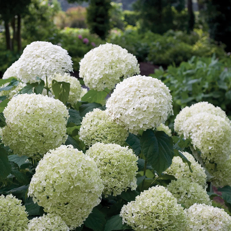 Incrediball® Smooth Hydrangea