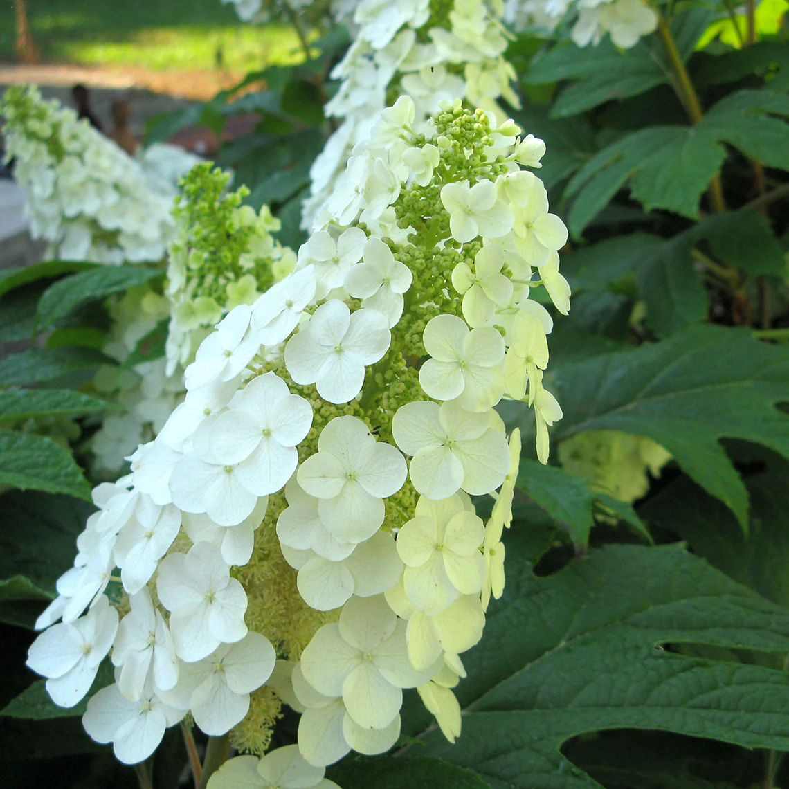Gatsby Gal® Oakleaf Hydrangea 2 Gatsby Gal® Oakleaf Hydrangea