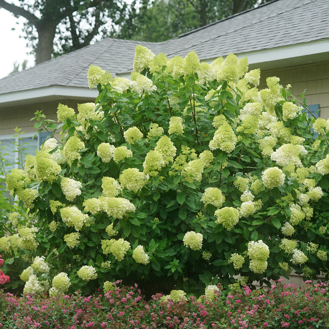 'Limelight' Panicle Hydrangea