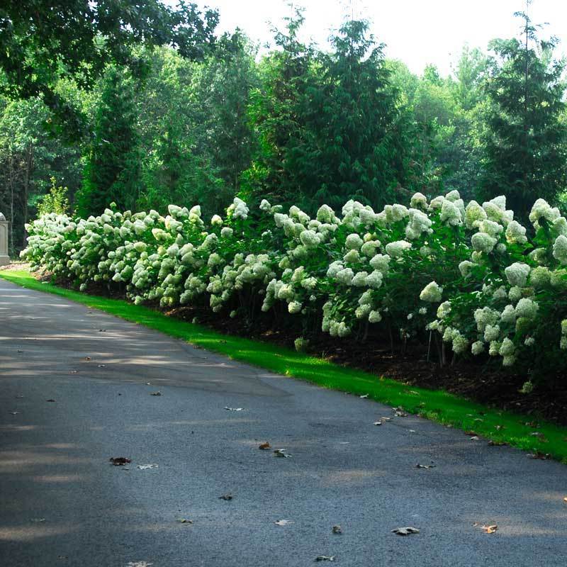 'Limelight' Panicle Hydrangea 2 'Limelight' Panicle Hydrangea