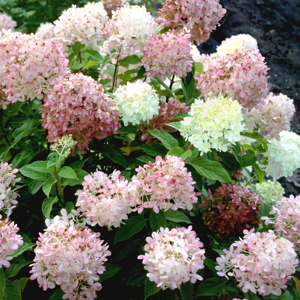 'Limelight' Panicle Hydrangea 4 'Limelight' Panicle Hydrangea
