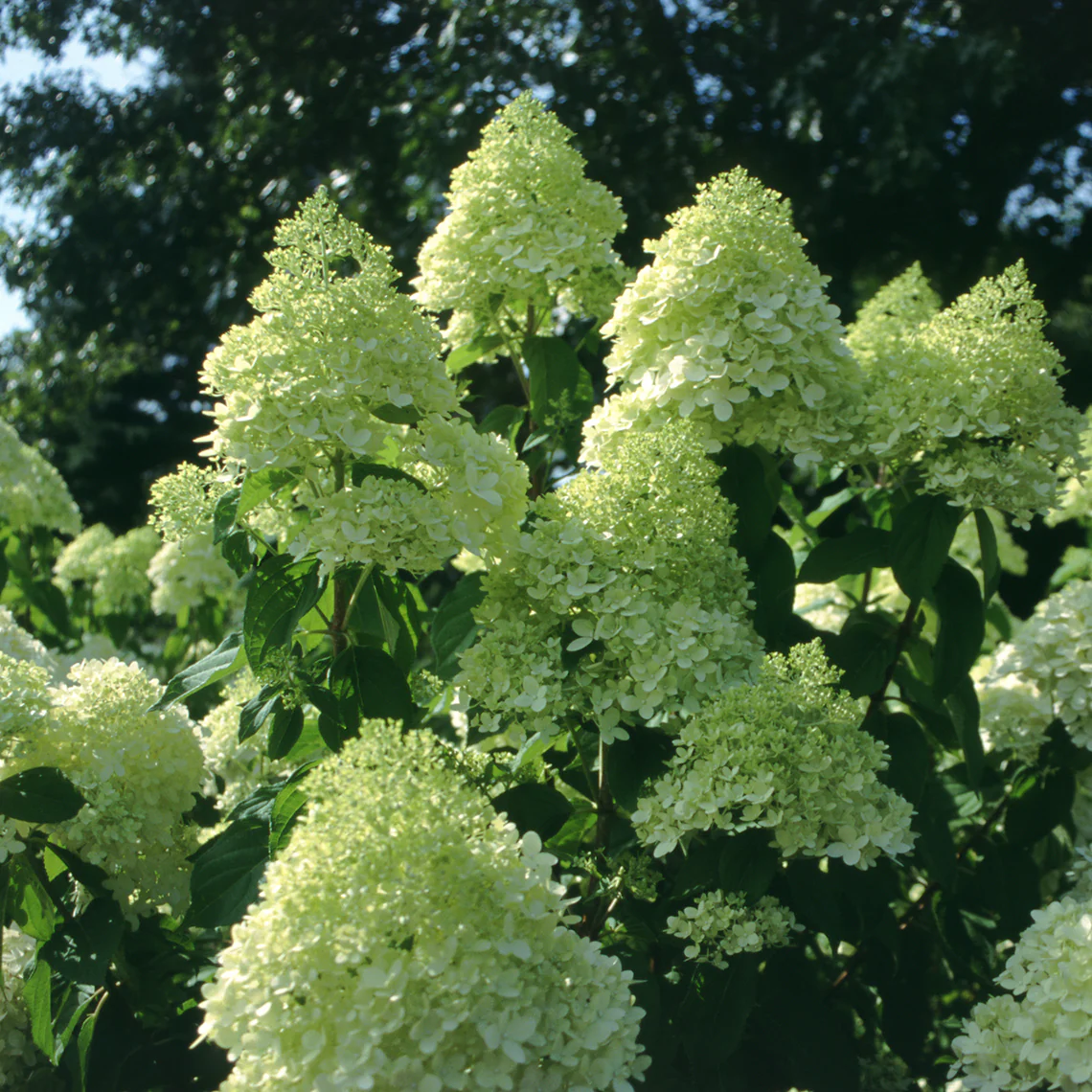 'Limelight' Panicle Hydrangea 5 'Limelight' Panicle Hydrangea