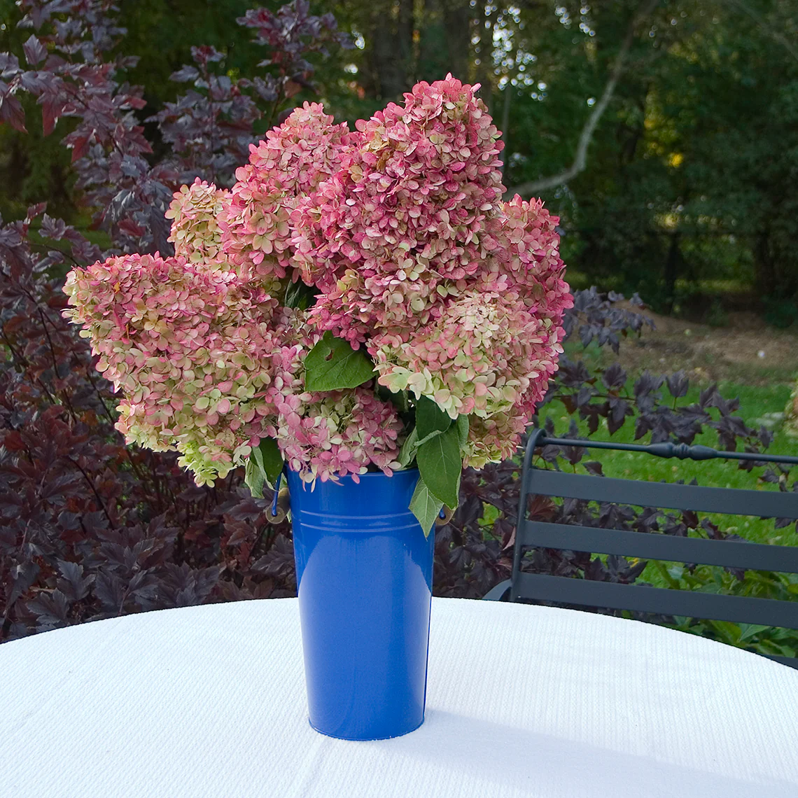 'Limelight' Panicle Hydrangea 6 'Limelight' Panicle Hydrangea
