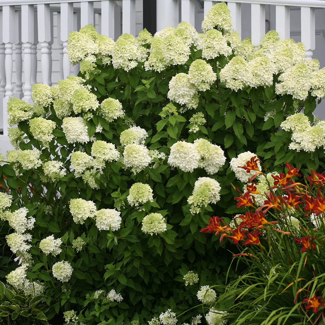 'Limelight' Panicle Hydrangea 7 'Limelight' Panicle Hydrangea