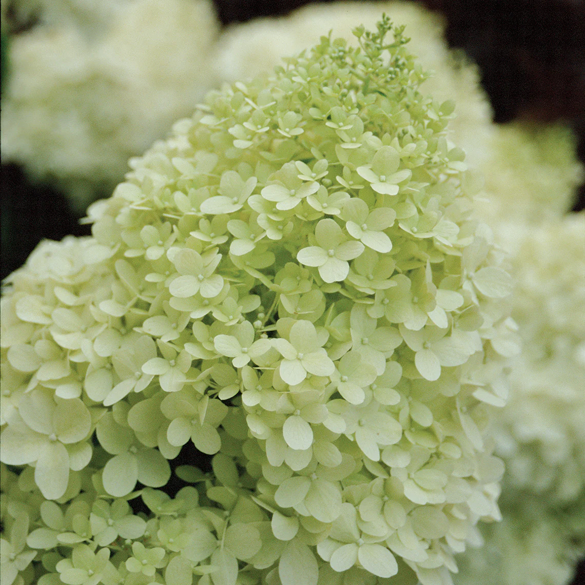 'Limelight' Panicle Hydrangea 8 'Limelight' Panicle Hydrangea