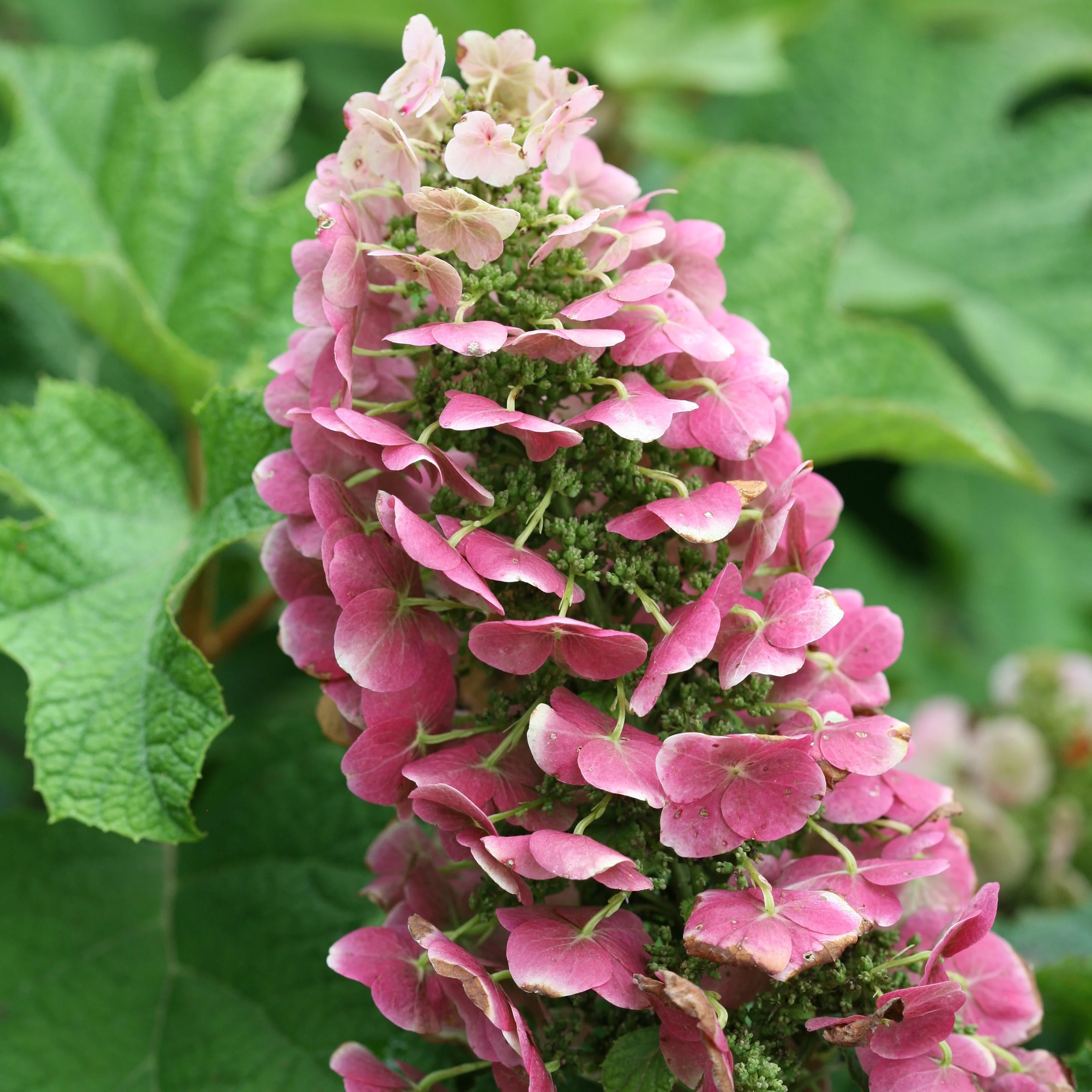 'Ruby Slippers' Oakleaf Hydrangea 2 'Ruby Slippers' Oakleaf Hydrangea